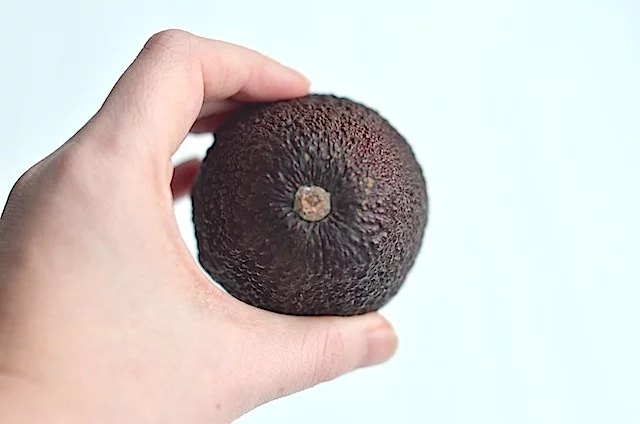 avocado check