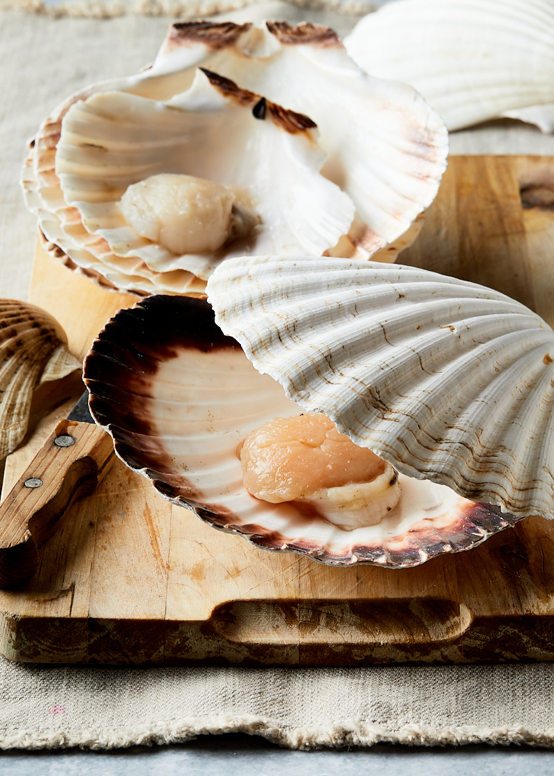 Still: Coquilles in schelp