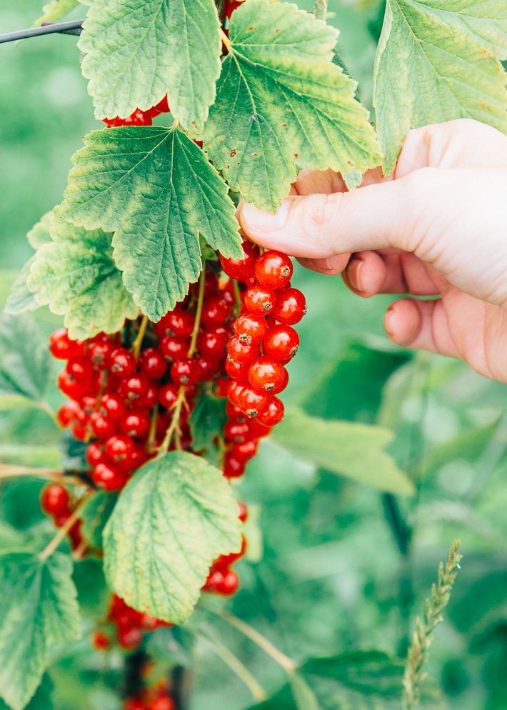 Fruittuin van West